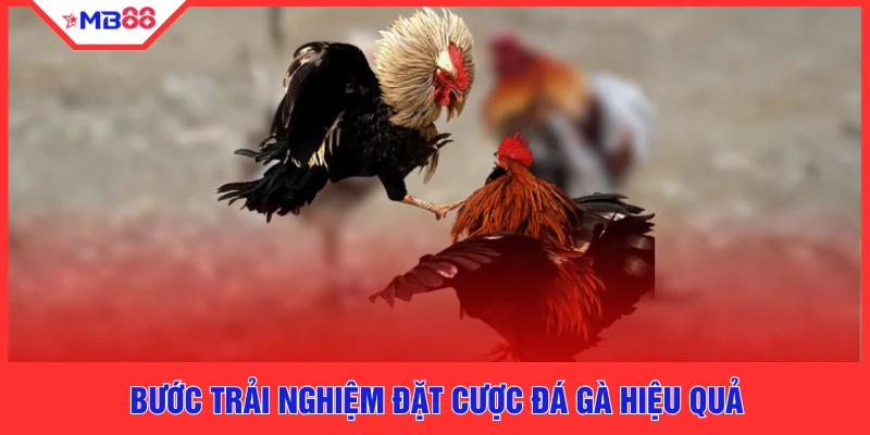 Bước trải nghiệm đặt cược đá gà hiệu quả