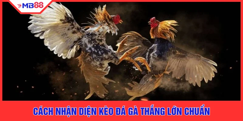 Cách nhận diện kèo đá gà thắng lớn chuẩn