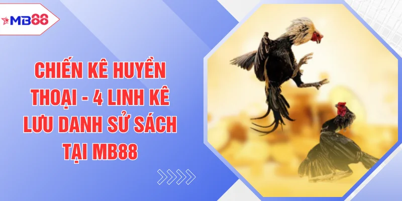 Chiến Kê Huyền Thoại - 4 Linh Kê Lưu Danh Sử Sách Tại MB88